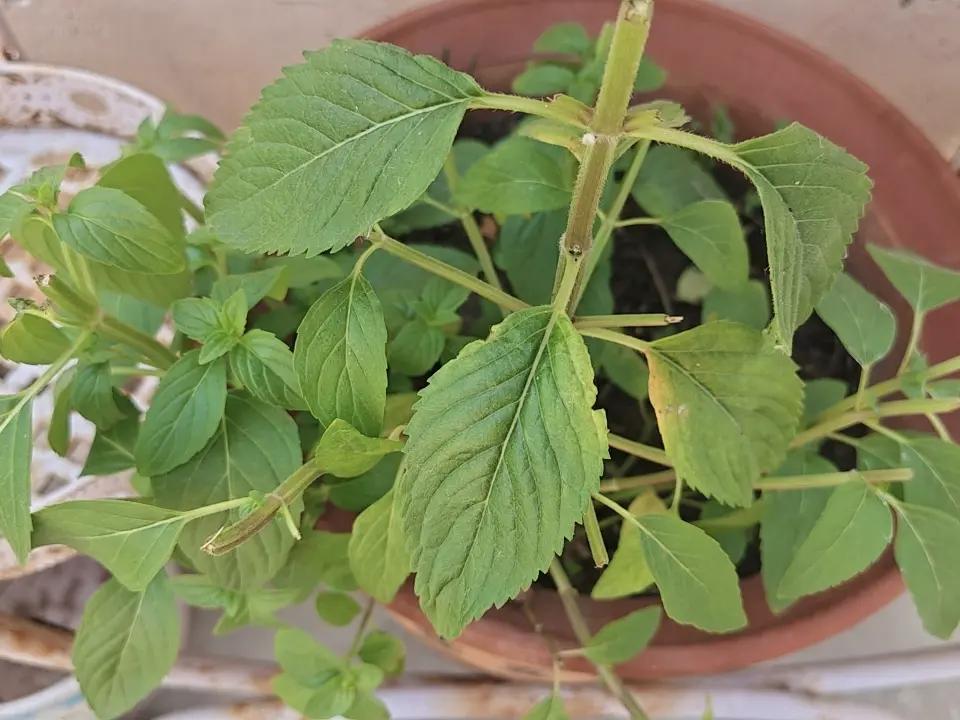 看不起谁呢，谁说山东没有薄荷。晒出你们家的薄荷，让我这孤陋寡闻没有见识的老公瞧瞧