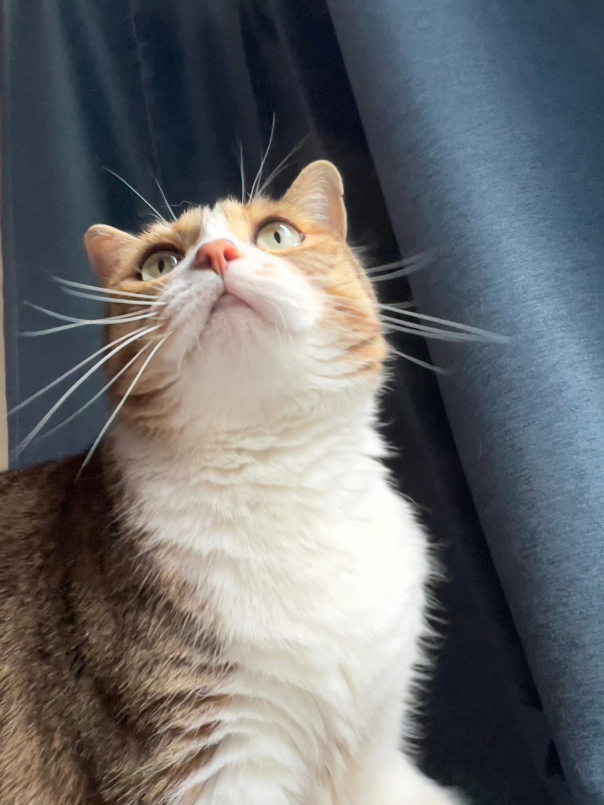 猫欣赏你 