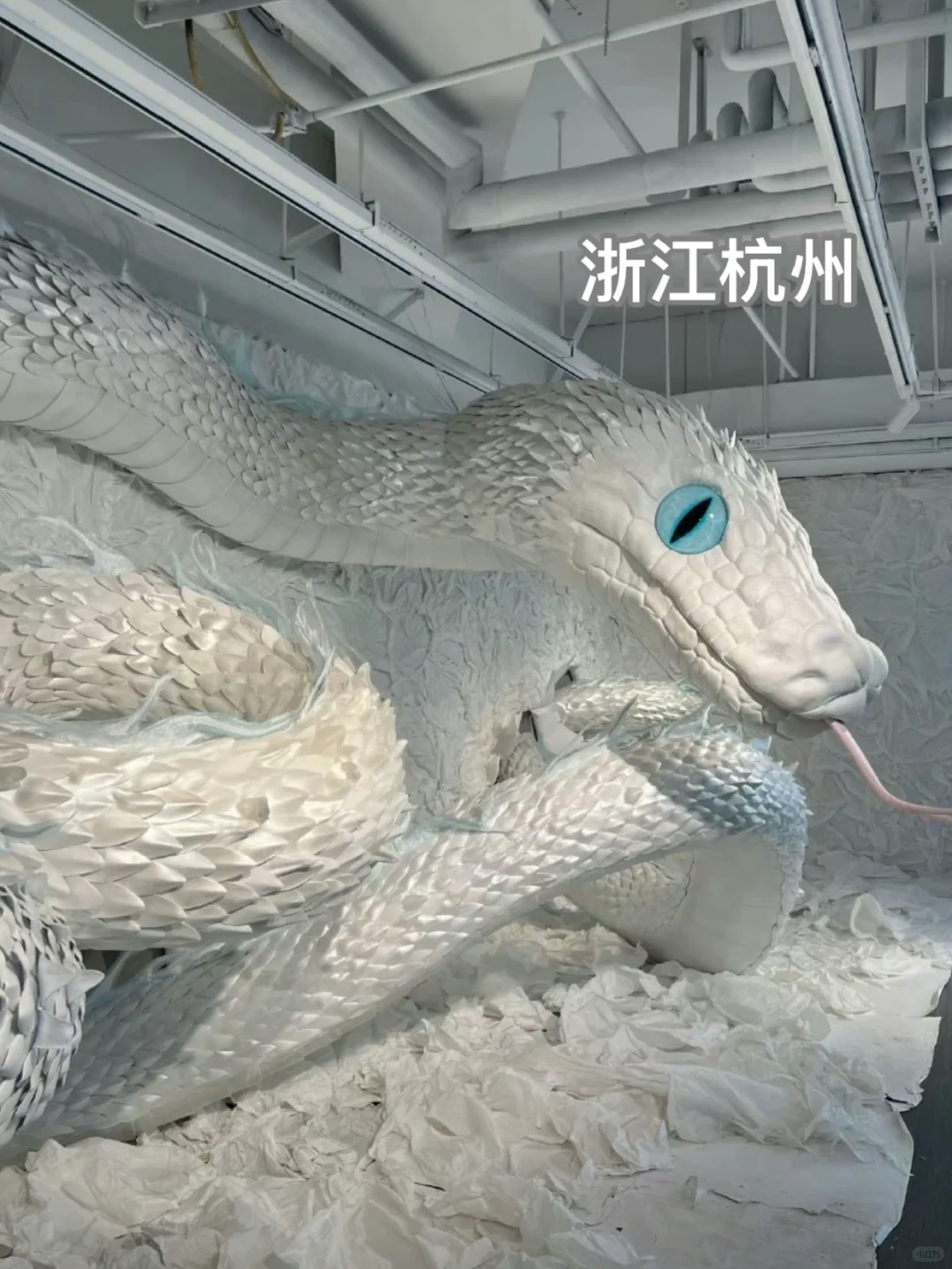 杭州的蛇尊滴好帅！！！
