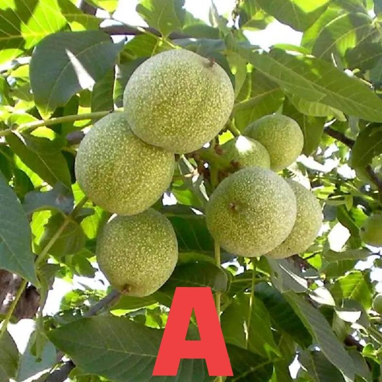 下面有6种常见植物，都能认出来吗？
这A，B，C，D，E，F分别是什么呢？