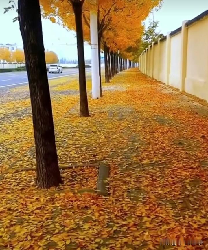 这片景色还真是秋意浓浓，一点也不像初冬的天，天地披上斑斓的华裳。这叶片如火似的，