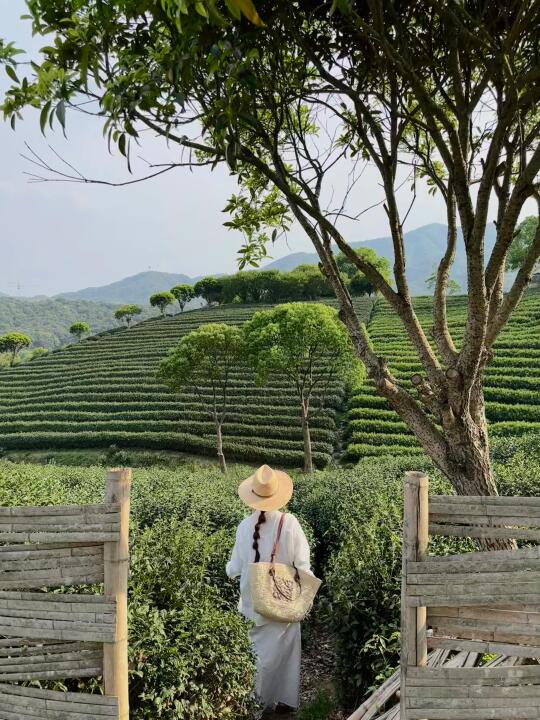 Live图直出！杭州的小众茶园好美好chill～