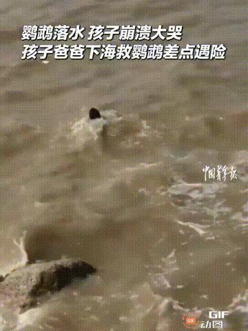 一只鹦鹉掉进大海，儿子哭得撕心裂肺，父亲见状于心不忍，于是纵身跳进了波涛汹涌的大