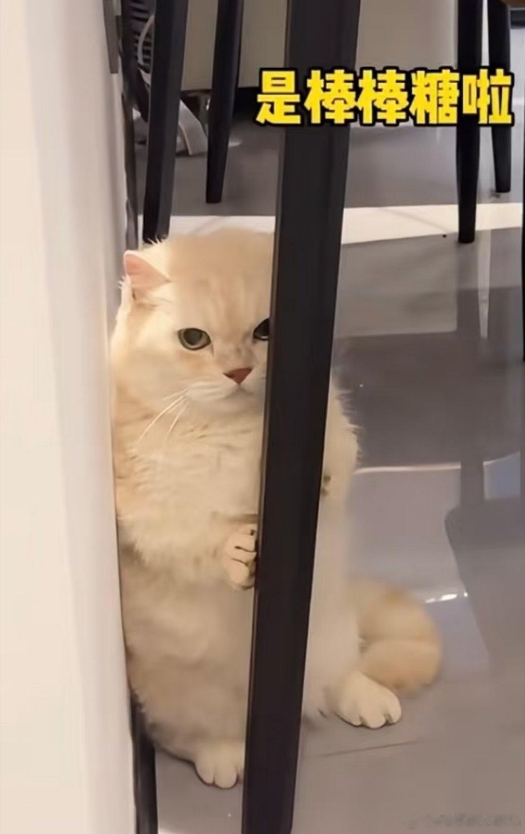 笑亖我了，妈妈辅导作业吼孩子很大声，猫猫抱着桌角委屈吧啦，像是听到了妈妈的骂。猫