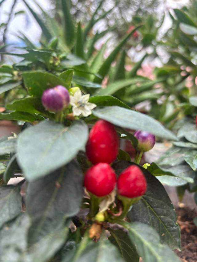 于谦临场一句话救场，这本事真不是靠天赋