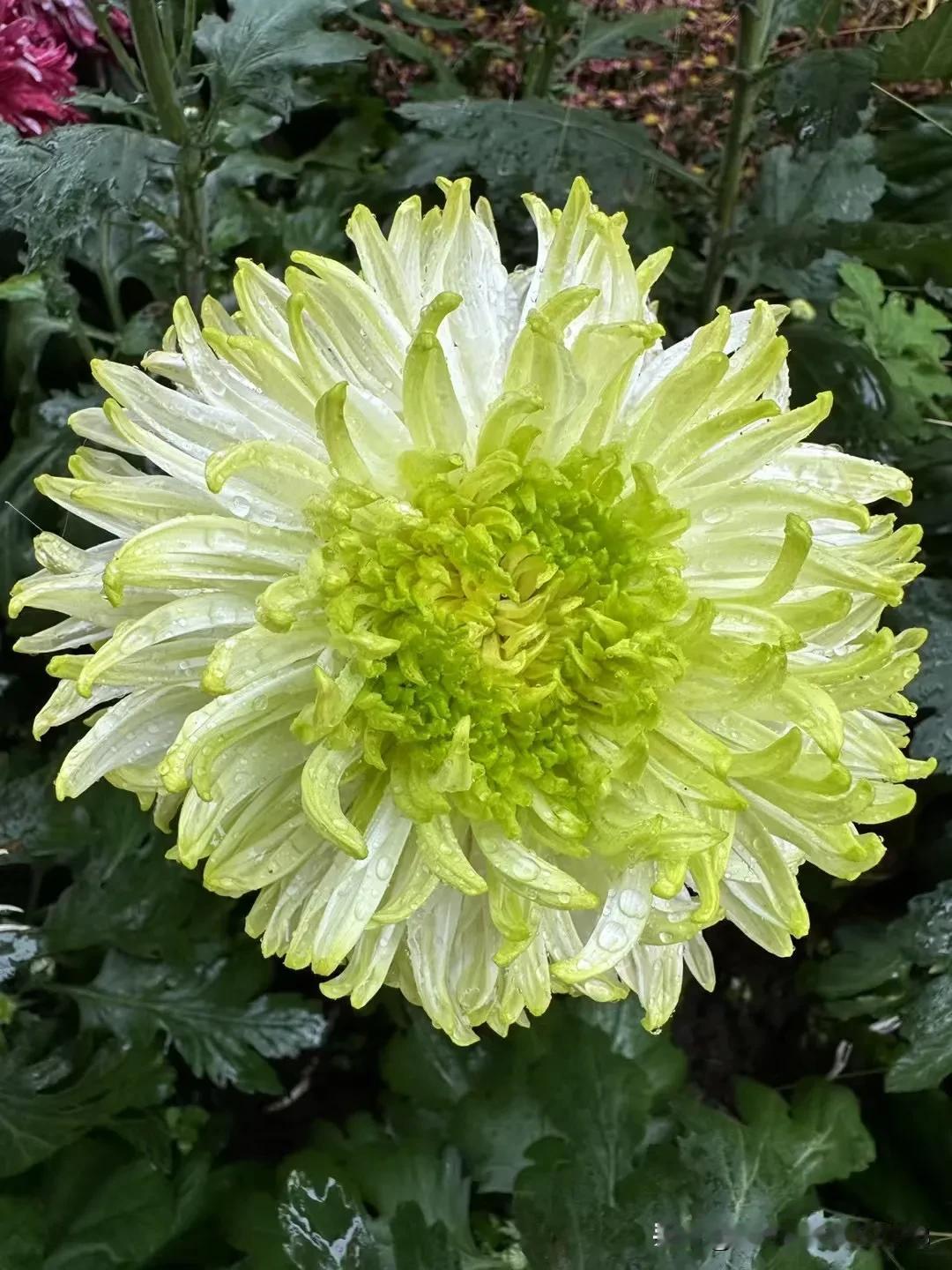 绿菊花属于菊科菊属植物，是多年生草本植物。它的茎直立，不分枝或分枝，被柔毛。叶卵