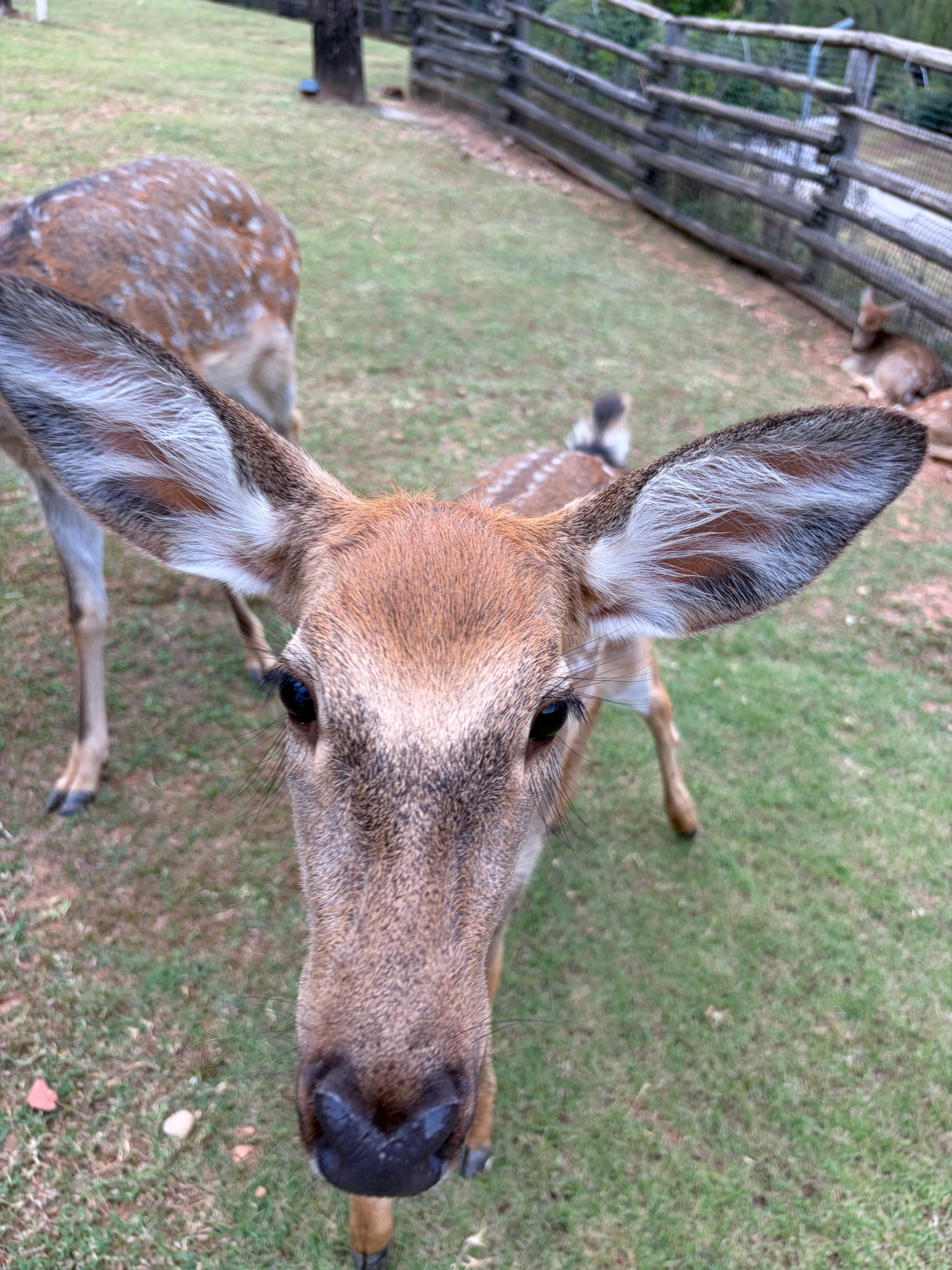 捕捉到一头浓眉大眼的鹿宝🦌 ​​​