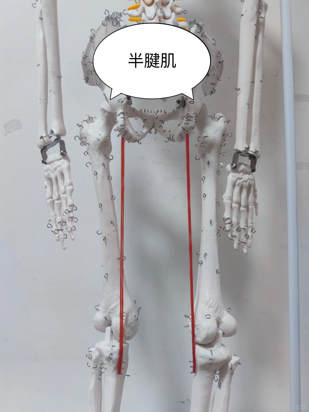半腱肌