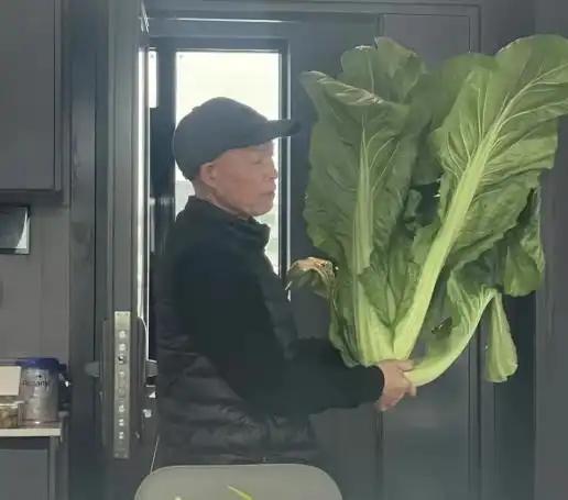 “笑不活了！”10月29日报道，一老人在家种菜，他悉心照料，最后青菜长得非常大，