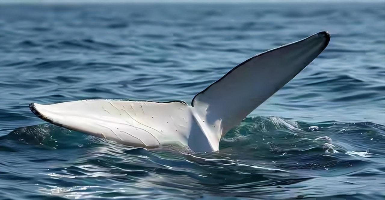 尸体躺在海边，头没了，尾巴被绳子死死绑在石头上。4月9号在泰国攀牙府瑶诺岛，一头