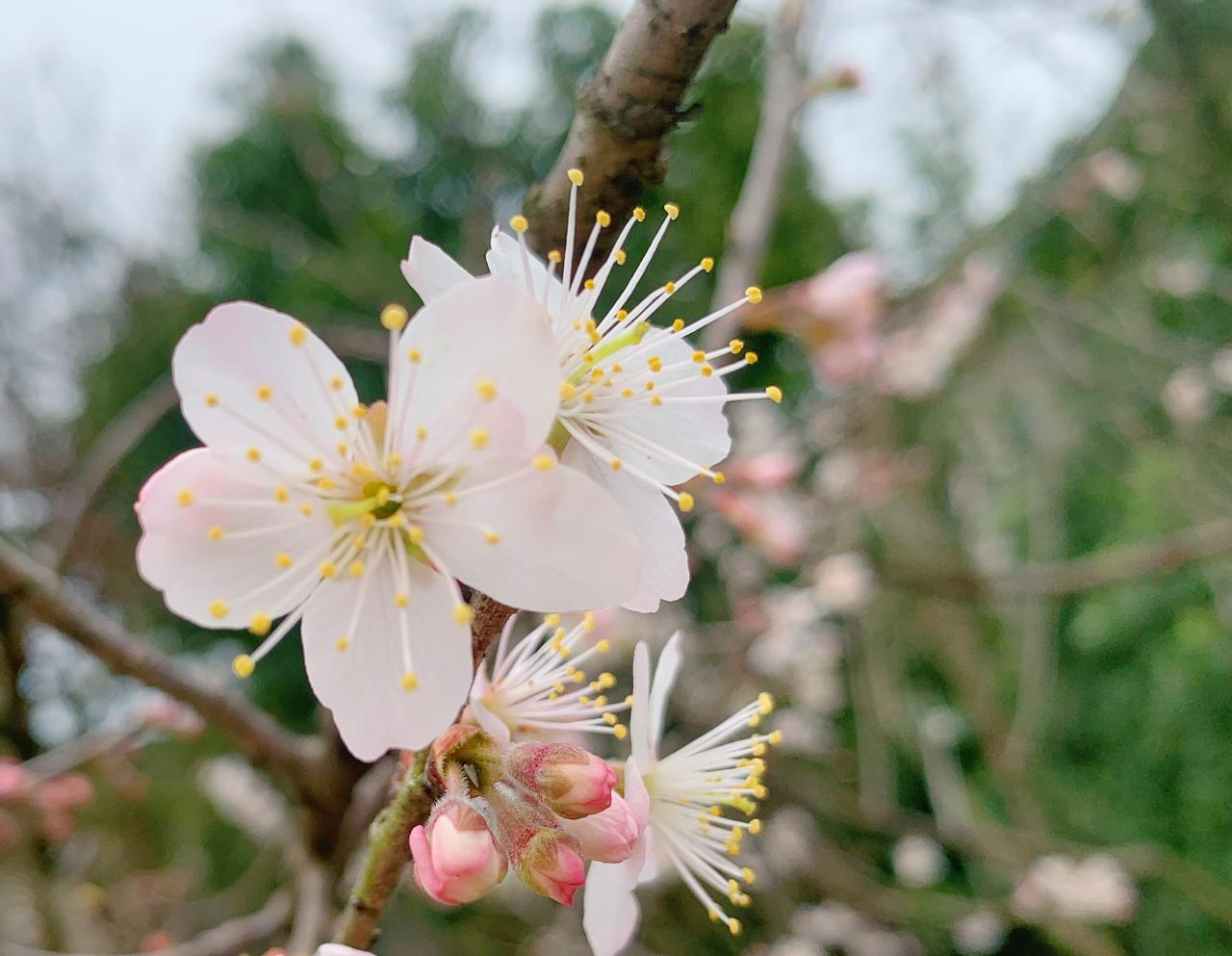 这几日春寒料峭，樱桃花已绽上枝头。红色花苞，白色花瓣，黄色花蕊，花姿烂漫，如霜似