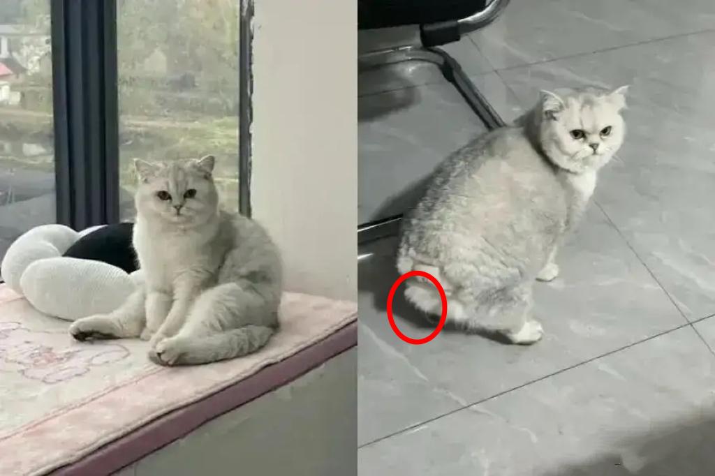 一只流浪猫只是想吃口鱼，却差点丢了性命。

就为了一口小鱼，摊主直接挥刀砍断了它