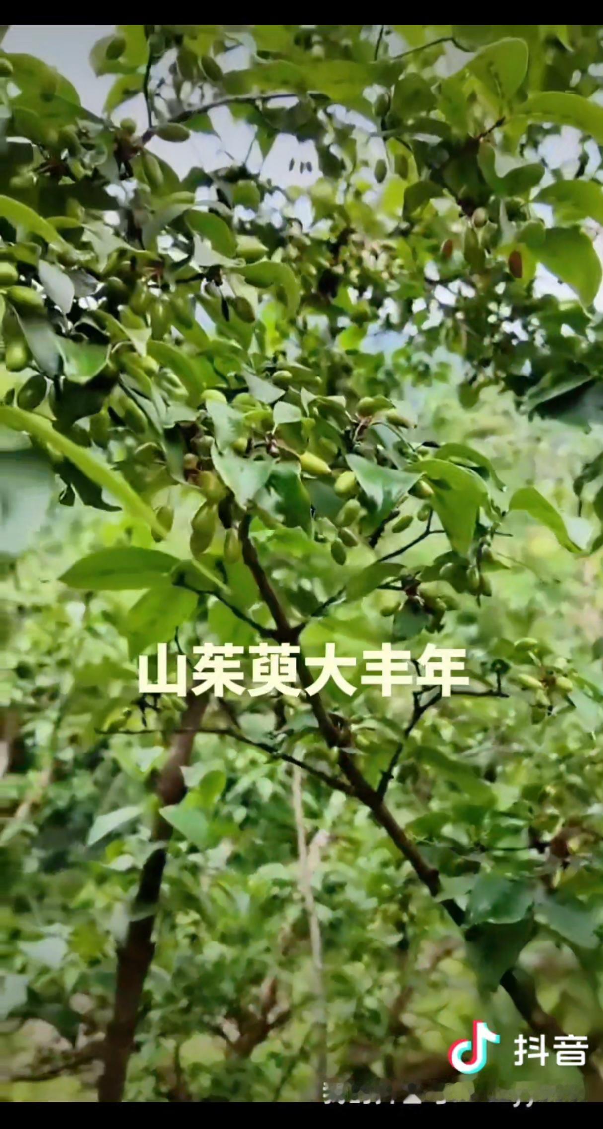 山茱萸产新超万吨！？

笔者在西峡、商洛、佛坪等主产区，实地考察、山茱萸果树挂果