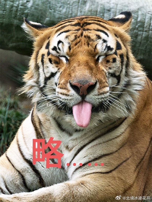 国际足联可能已经慌了按照台本，当看到“国际足联为什么不慌”的时候，才是他慌了