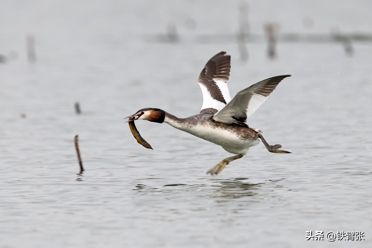 凤头鸊鷉吃泥鳅（拍摄于衡水湖）