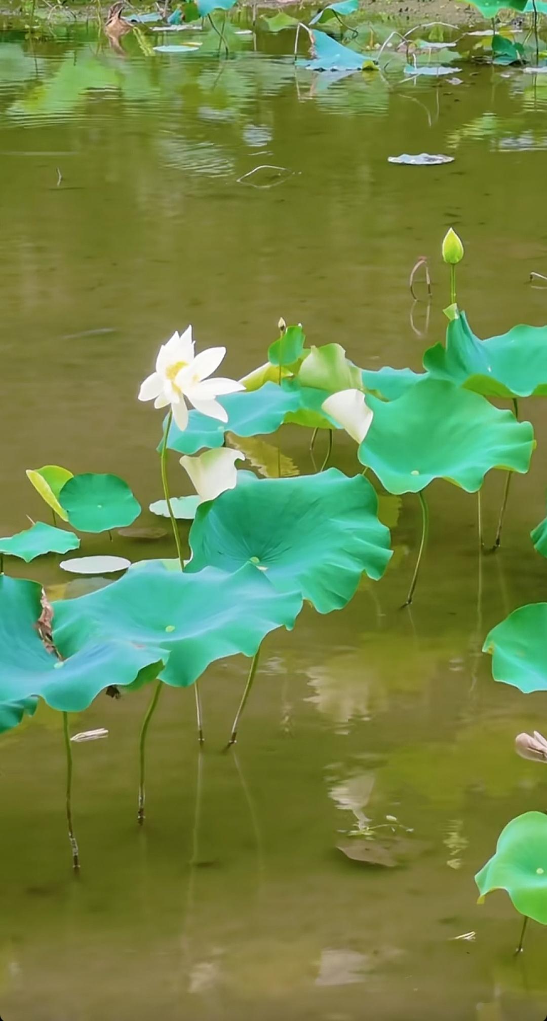 荷花在水面上静静地开放。山东微山湖的荷花开了，欢迎大家来到美丽的微山湖吃鱼🐟，