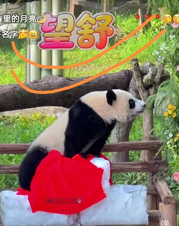 小月亮的大名叫良望舒，妈妈叫良月，刚出生的时候大家都叫他小月亮，望舒这个名字不要