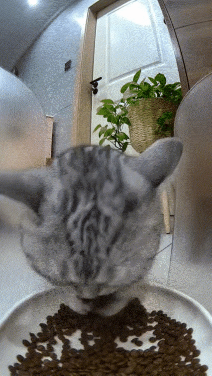 没人啊，那我就不用顾及形象了#这只猫懂生活# #懂事聪明的猫# #小猫也很不容易