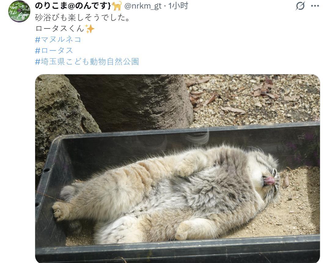 兔狲 阿狲的“砂浴”