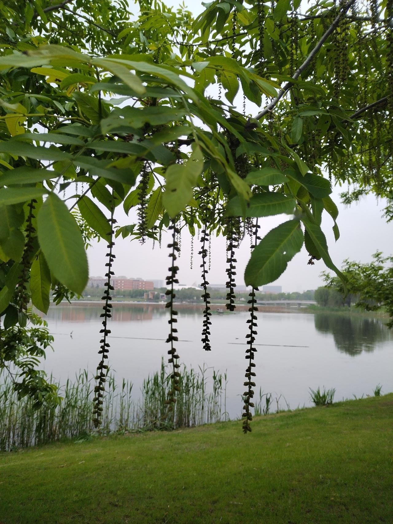 【趣联联趣】
上联：枫杨，风吹翅果如飞燕
下联：？
【一字千金】
《访春·其七》