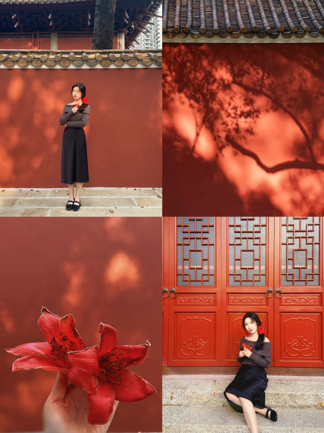 农讲所🌺木棉花下站谁都美✨