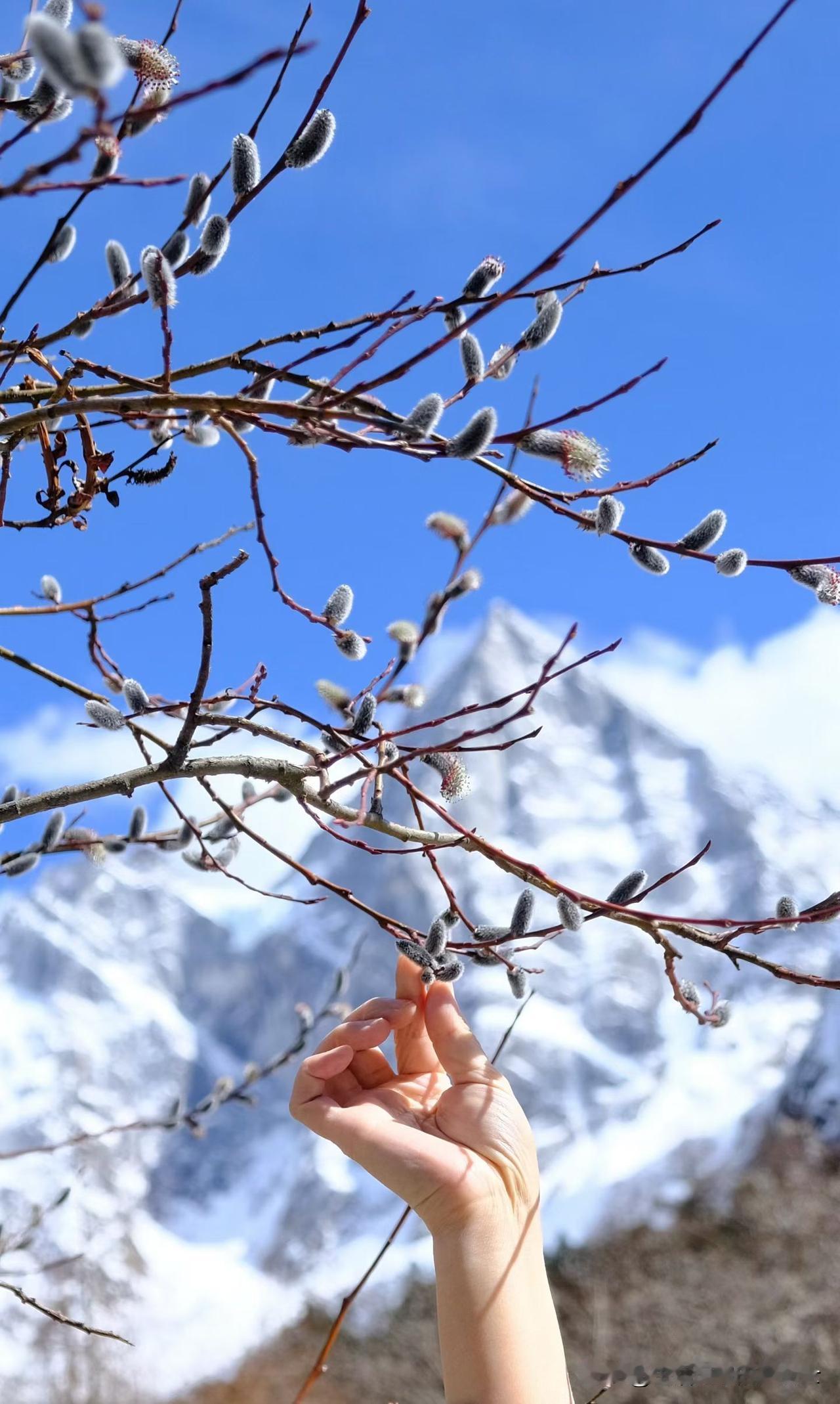 贾浅浅的：《青松》。
大雪压青松
青松不让压
大雪非要压
青松没办法

我仿写的