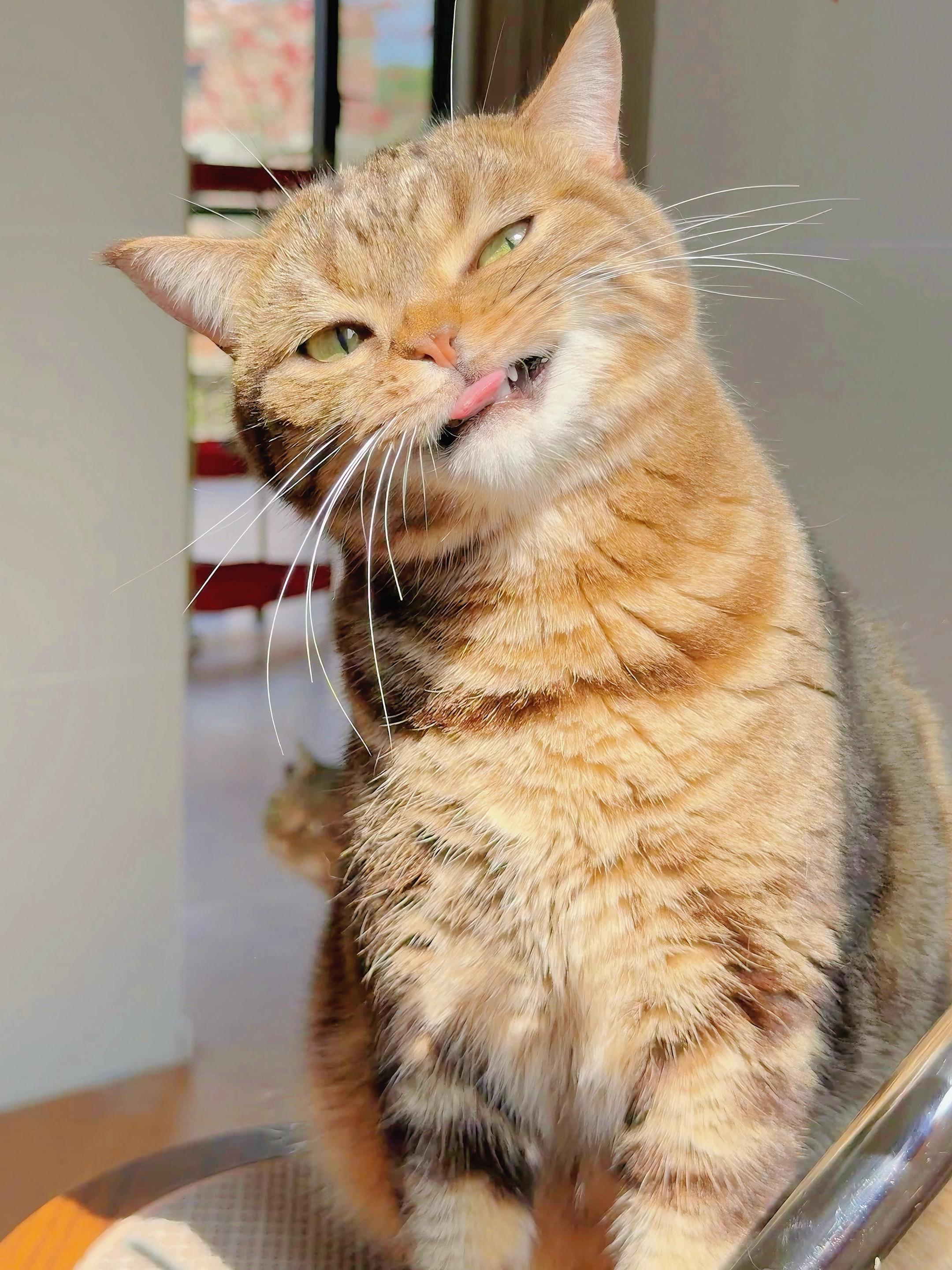 我的表情包小猫。