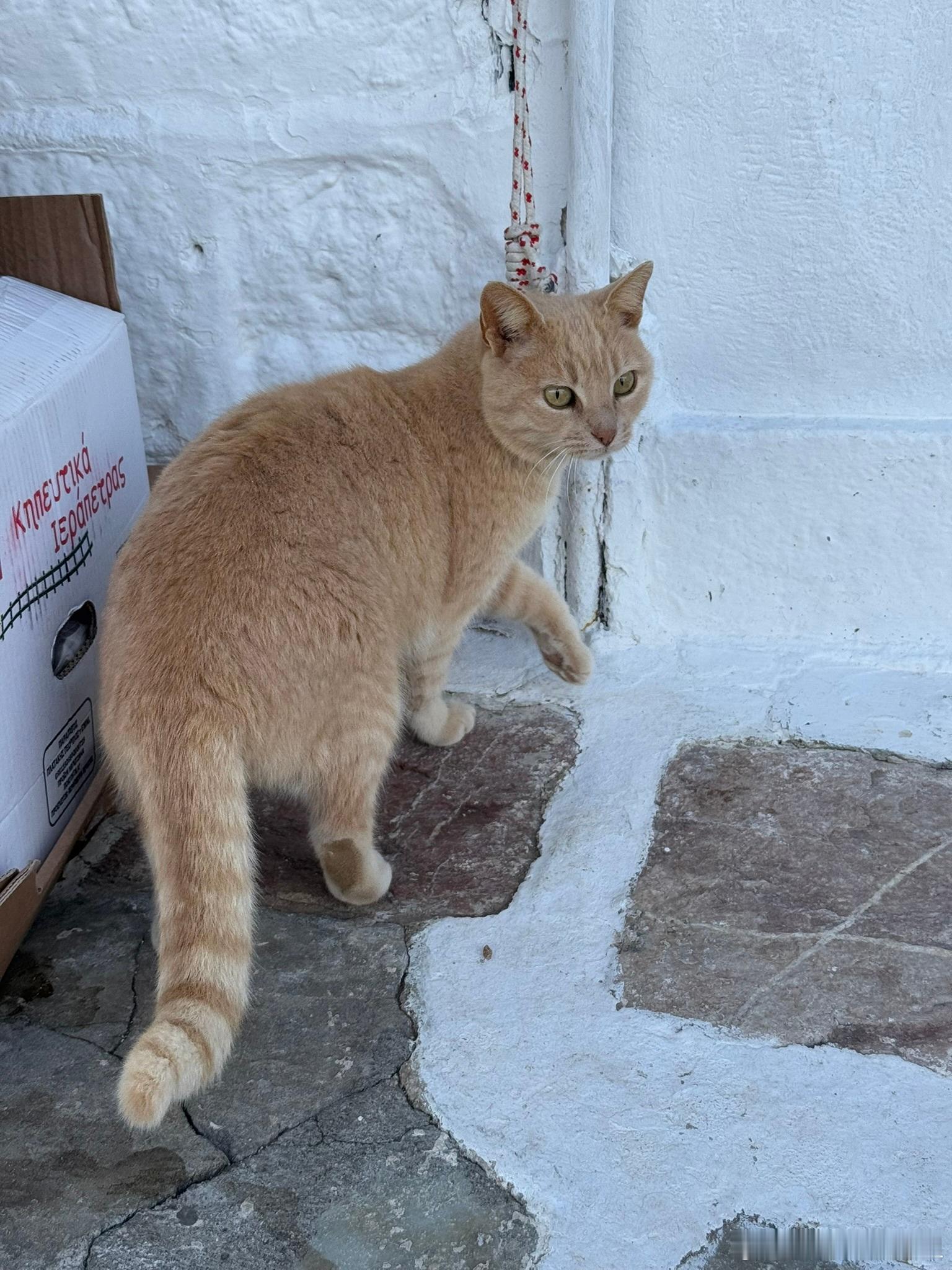 在希腊遇到了超级超级多的猫猫！不知道的还以为误入了猫猫岛呢，走几步就能碰到一只，