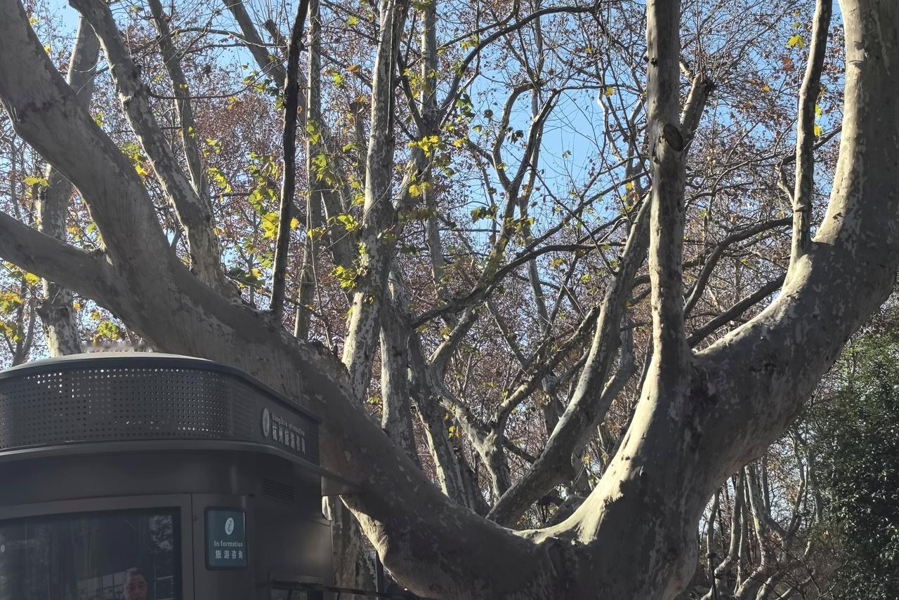 冬日杭州南山路的梧桐树