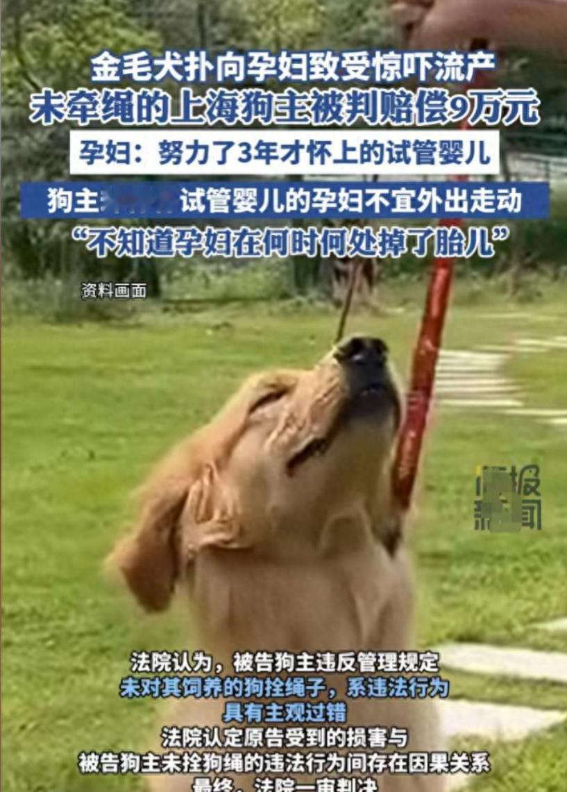 上海，一孕妇在路上被一只没栓绳的金毛扑上，孕妇惊吓的连连后退，狗主人也及时拉住了