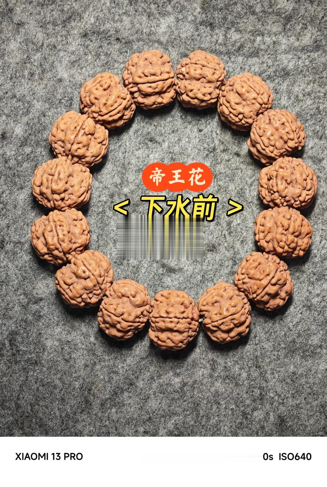 NO.286 帝王花下水