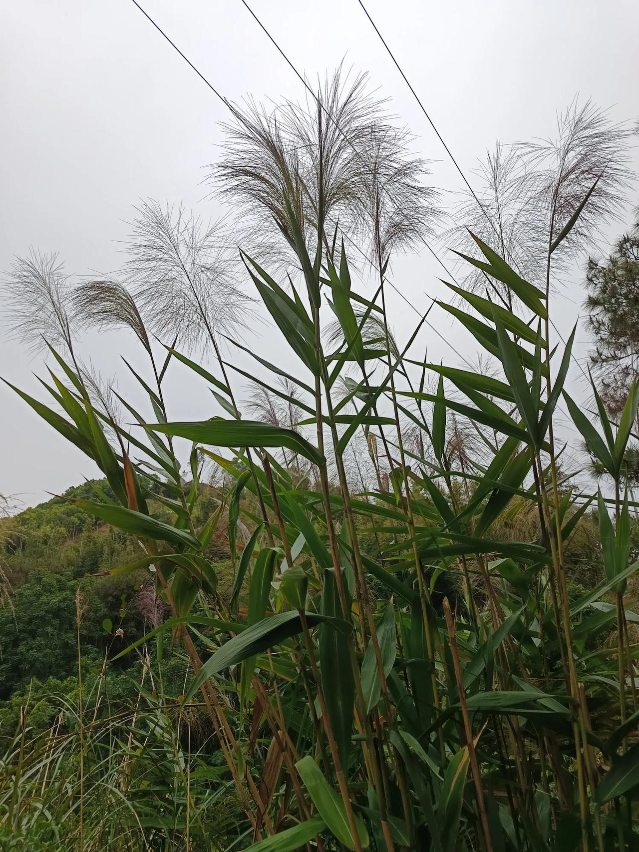 子妹多还是有好处的，我爸今天住院，我们四子妹，一人一天，已有四天了。我笑老妈:“