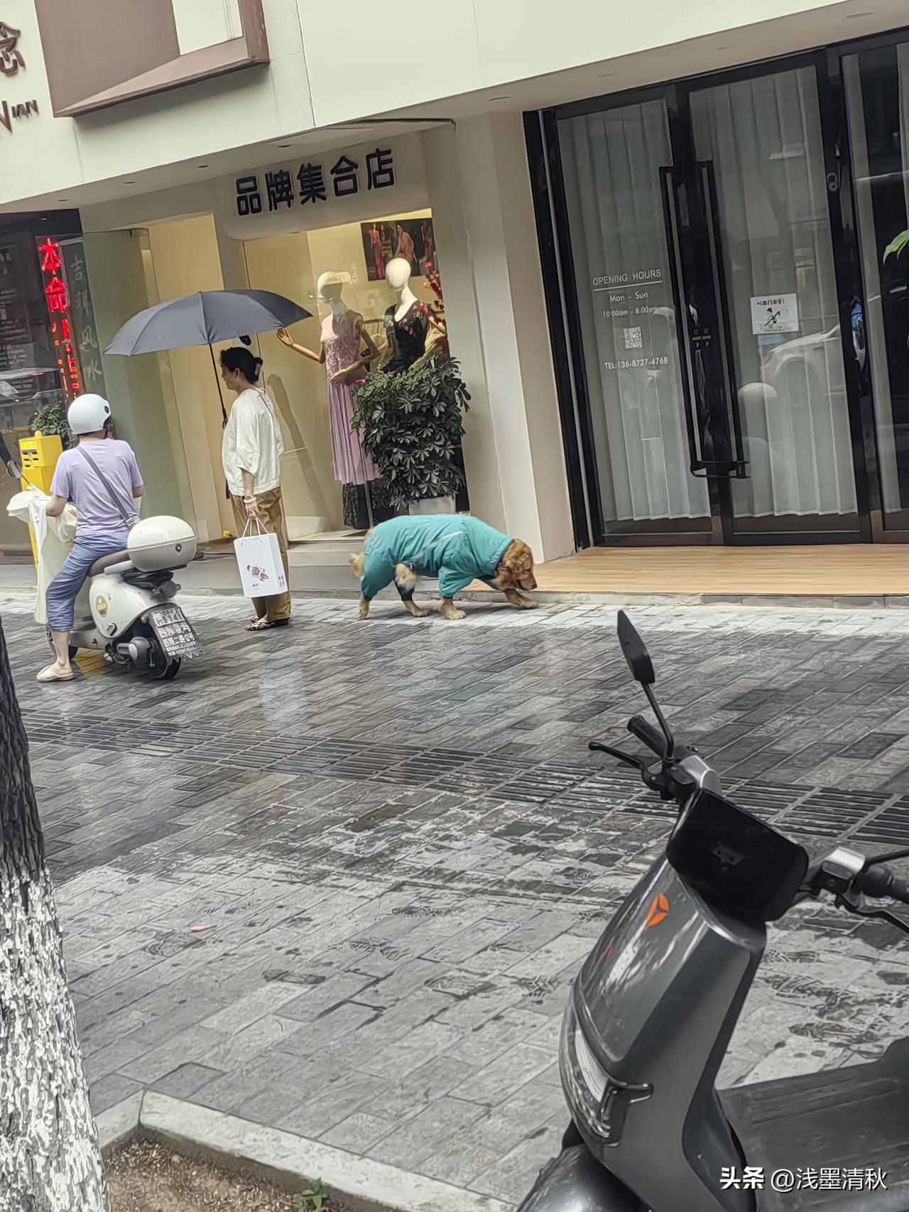 好多人在淋雨，而狗🐶有雨衣！