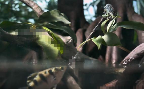 喷水鱼是什么鱼？很稀罕吗？

喷水鱼其实指的就是射水鱼，这个名字源于它独一无二的
