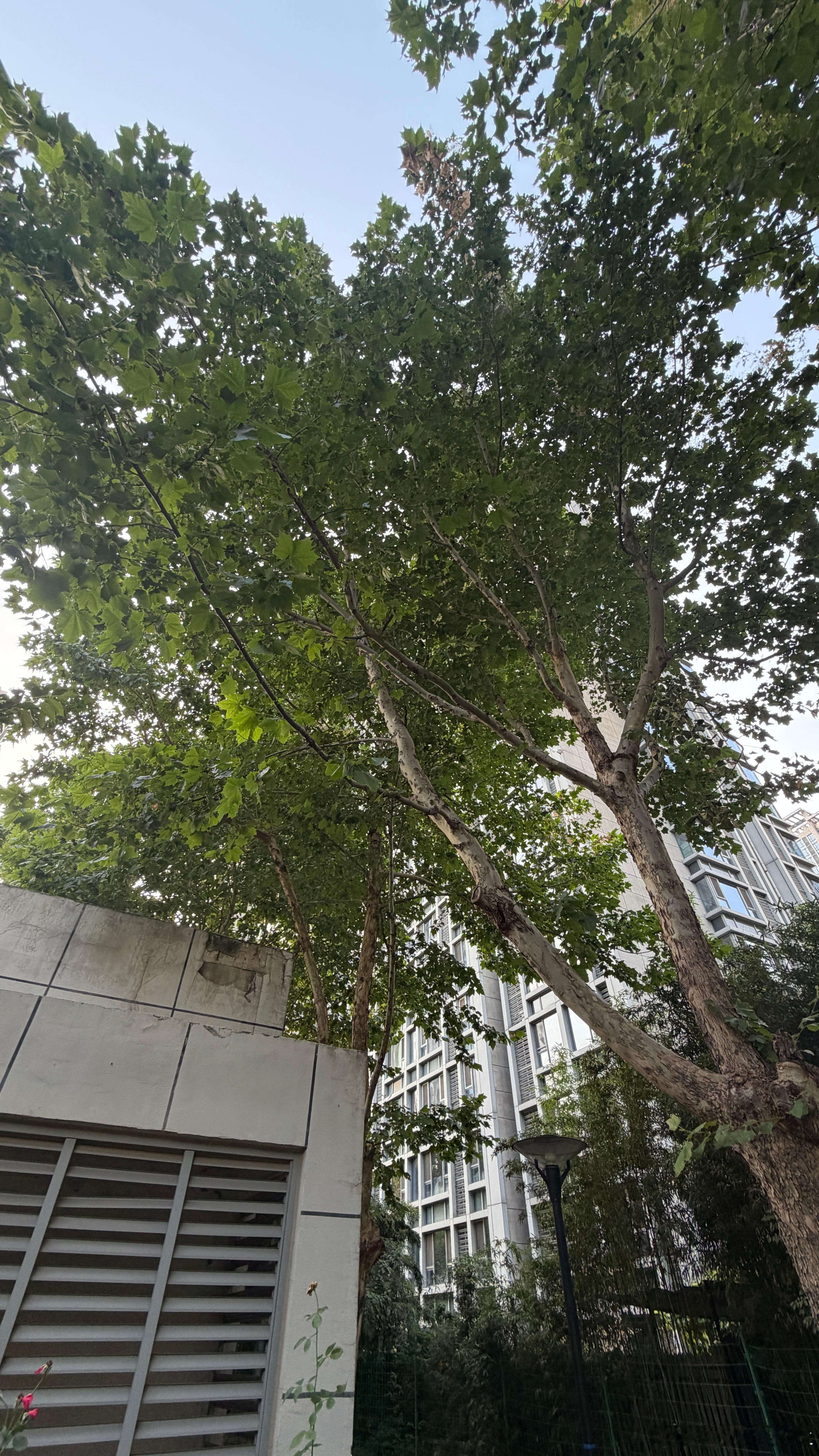 小区里这几年一直有美国白蛾特征是把梧桐树叶子咬的跟蕾丝似的这怎么科学防治？北京·