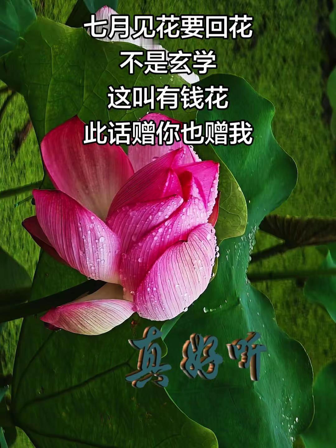 歌好听，翻遍相册也要找朵花配，你用什么来配？我镜头下的荷花