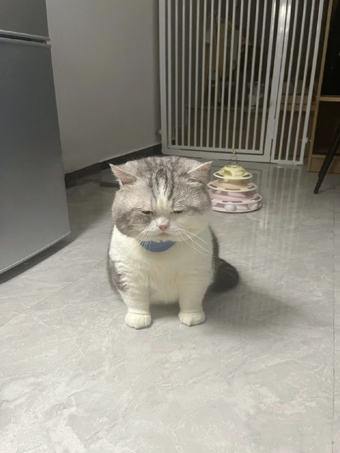 当我半夜上厕所打开灯 我的猫..
