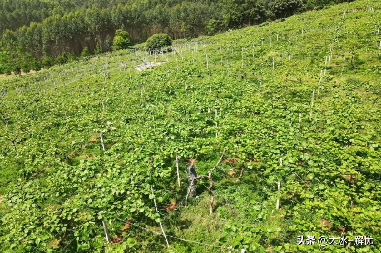 我老家有片20亩的山地果园，包给一对农户夫妻快10年了，前几天他们特意托人带话，