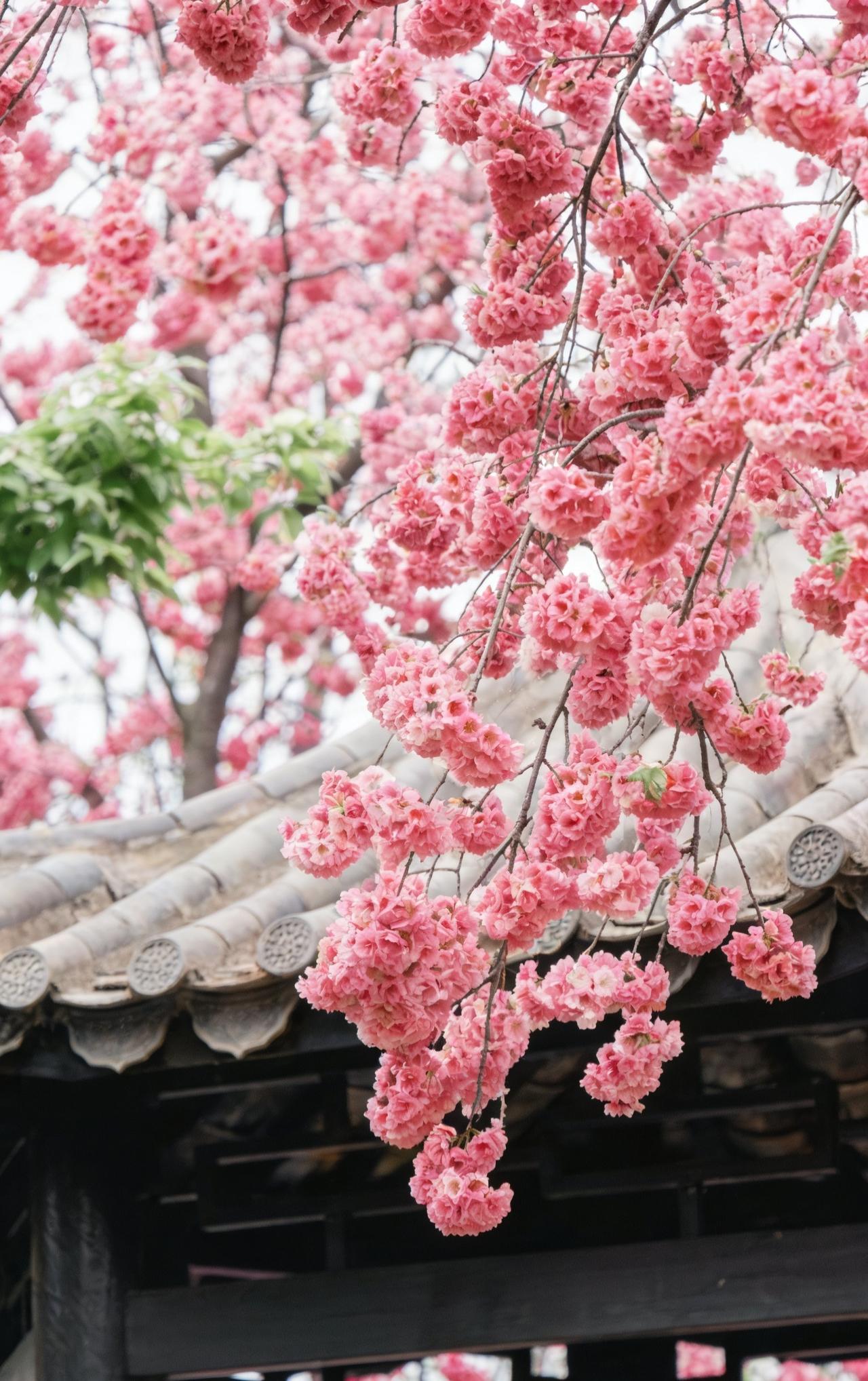 同和花园｜水漾重瓣花树太出片📸
📍广州 同和花园-水漾重瓣花树
 
谁懂啊！
