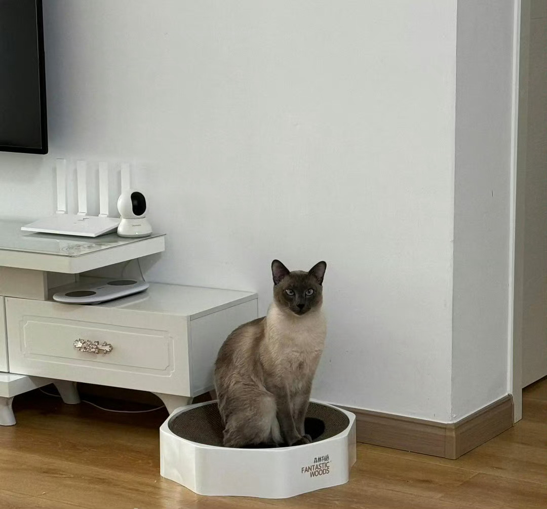 猫长官，夜晚行动吧看不见嘿嘿 ​​​