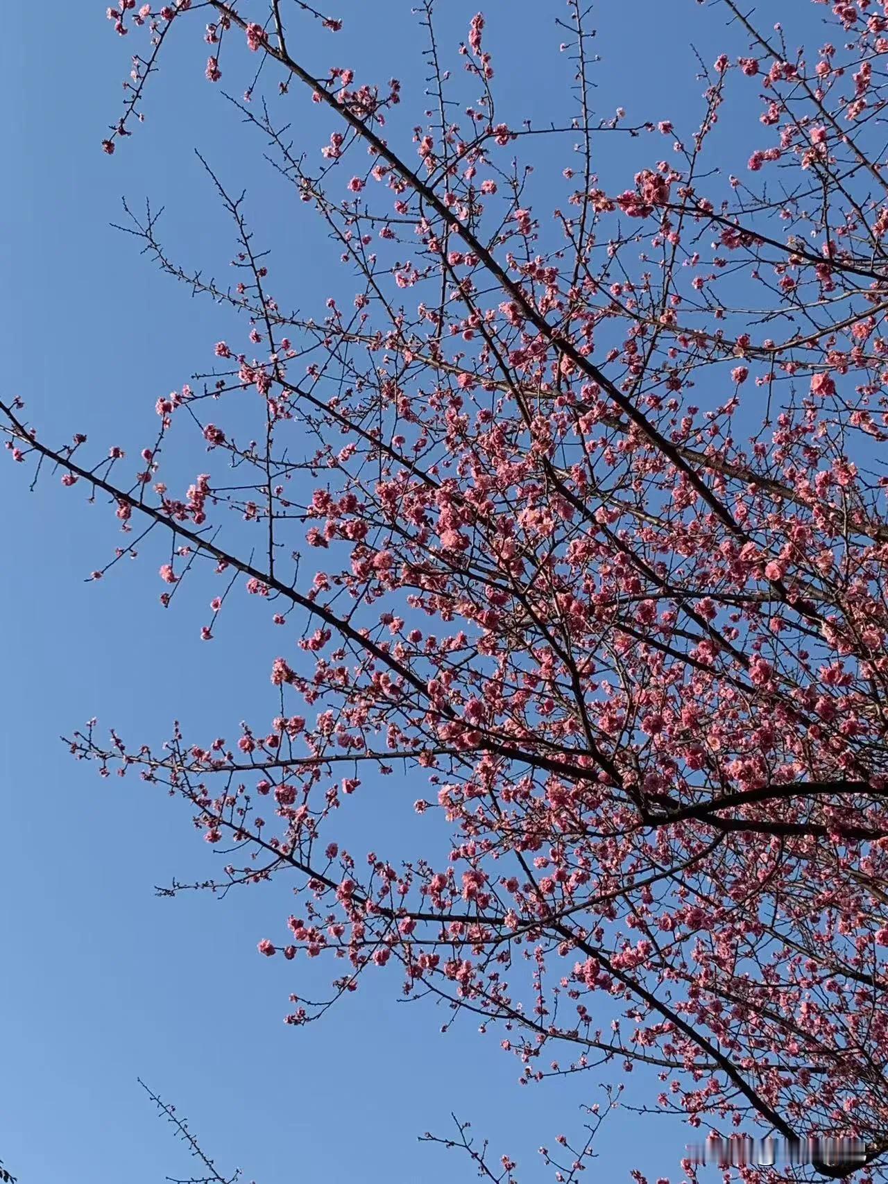 重庆超适合拍人像的红梅打卡地，美醉了！

人间二月芳菲至，重庆各地的红梅迎春怒放