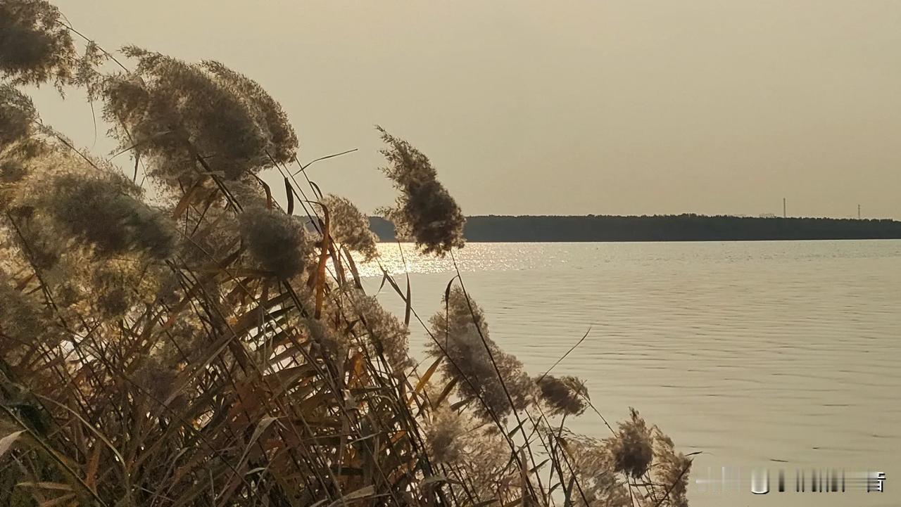 又是一年芦梢飘动，
秋已至，
红叶满树不知归处……