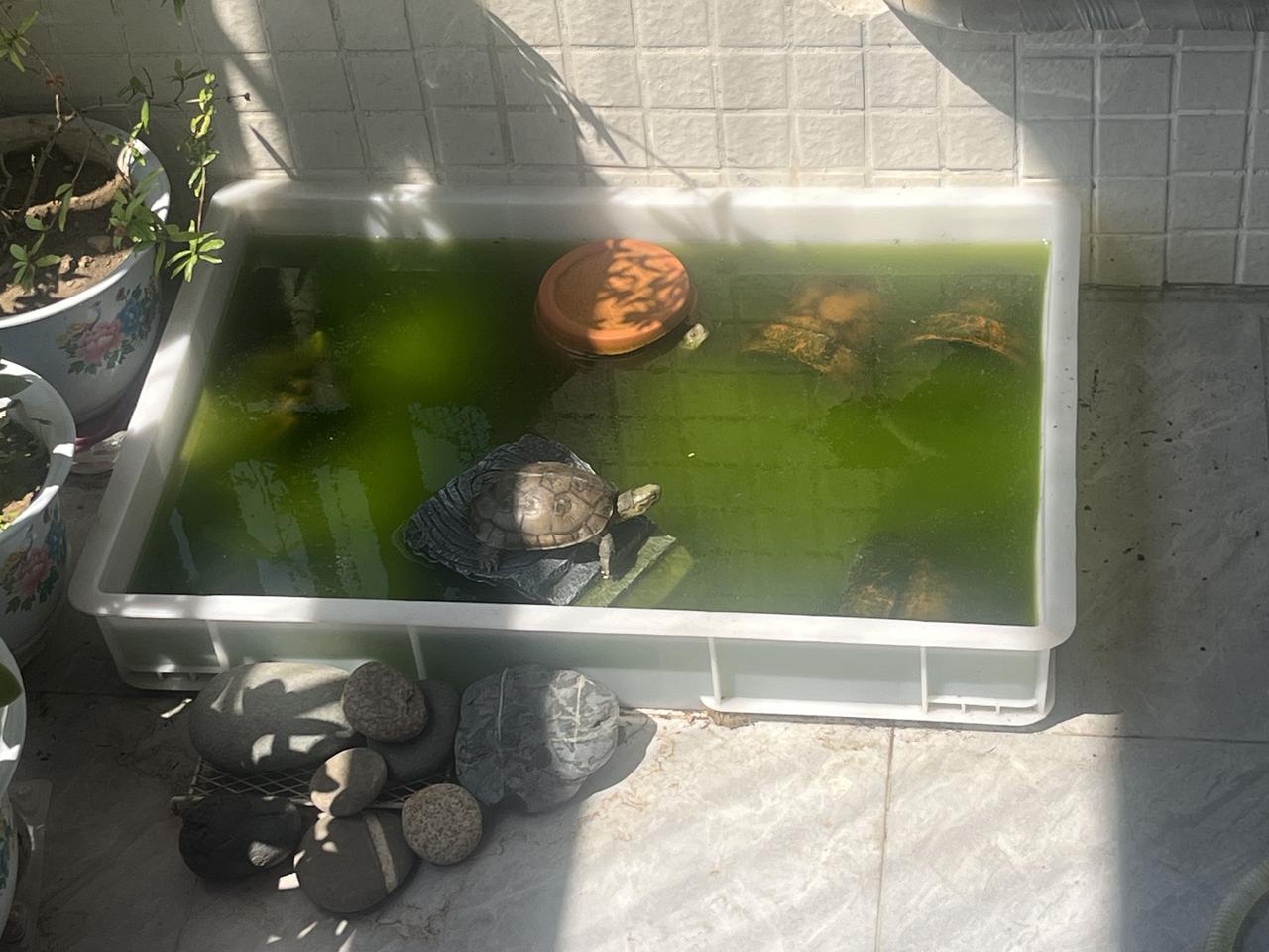 小乌龟能不能晒太阳?乌龟真的挺喜欢晒太阳的，每当有阳光的时候都喜欢出来晒一会，听