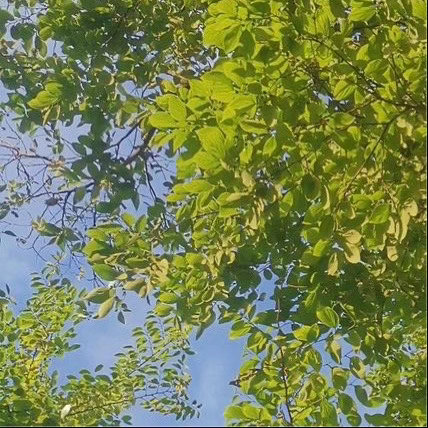 生病也是生活体验之一种，甚或算得一项别开生面的游历。这游历当然是有风险，但去大河