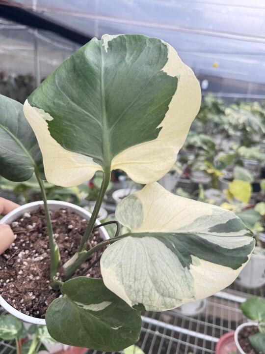 云朵龟背竹，实在是太纯净的白了