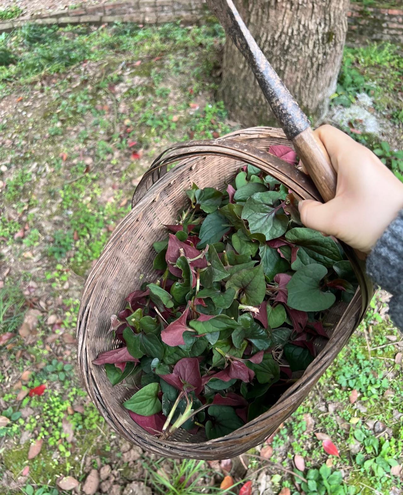 春季最爱野菜来了！
如果要论心目中最爱的野菜
那必然是鱼腥草没跑了
不论是它的嫩