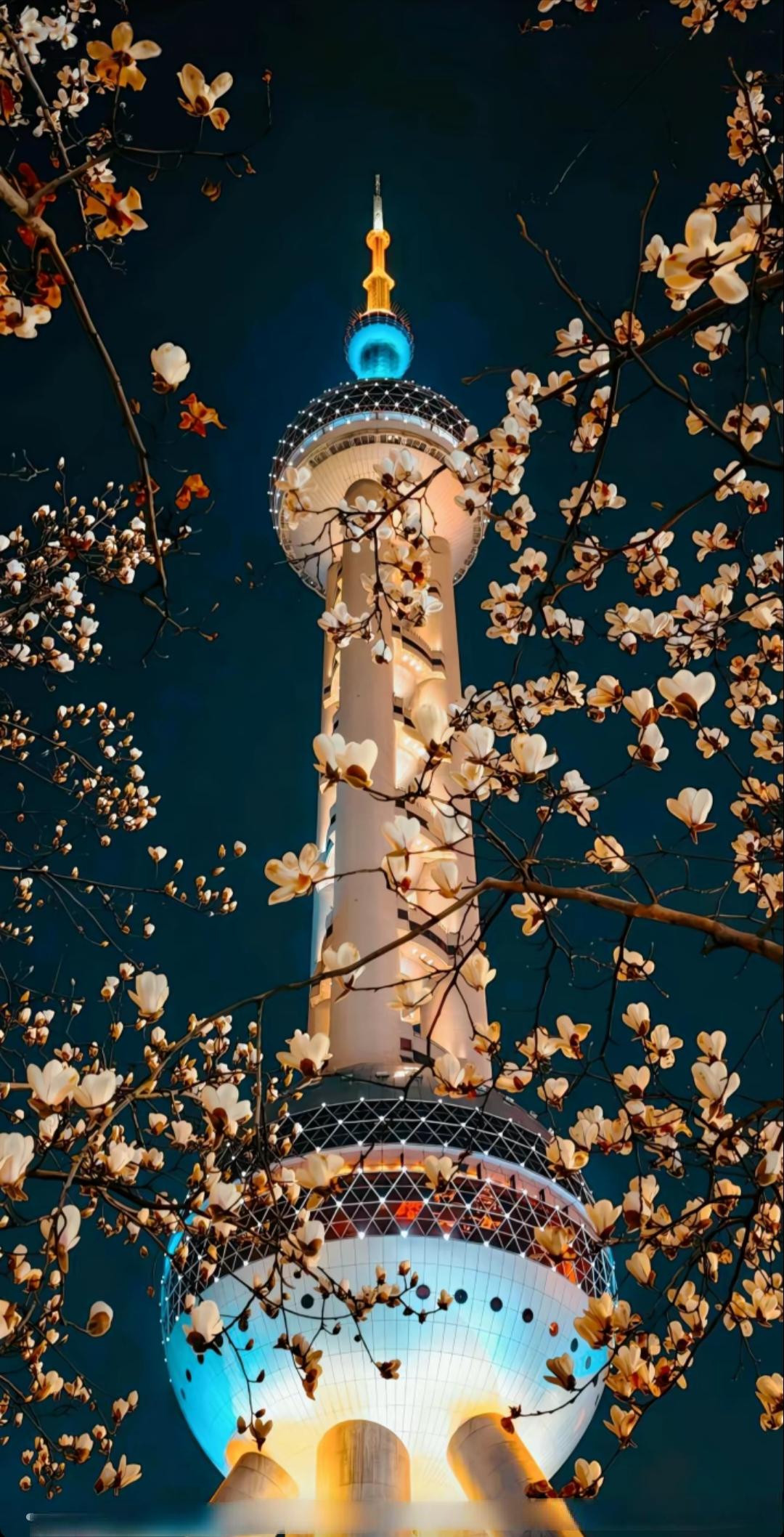 夜幕下的东方明珠塔，樱花盛开，美不胜收！