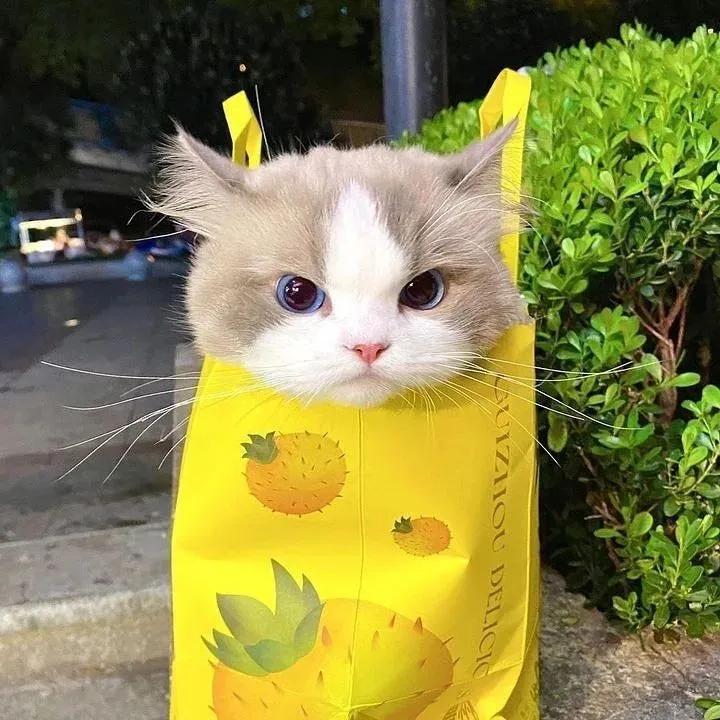 被装在袋子里的小猫#有趣的猫🐱# #猫的照片# #逗趣的猫咪# #猫咪一刻#