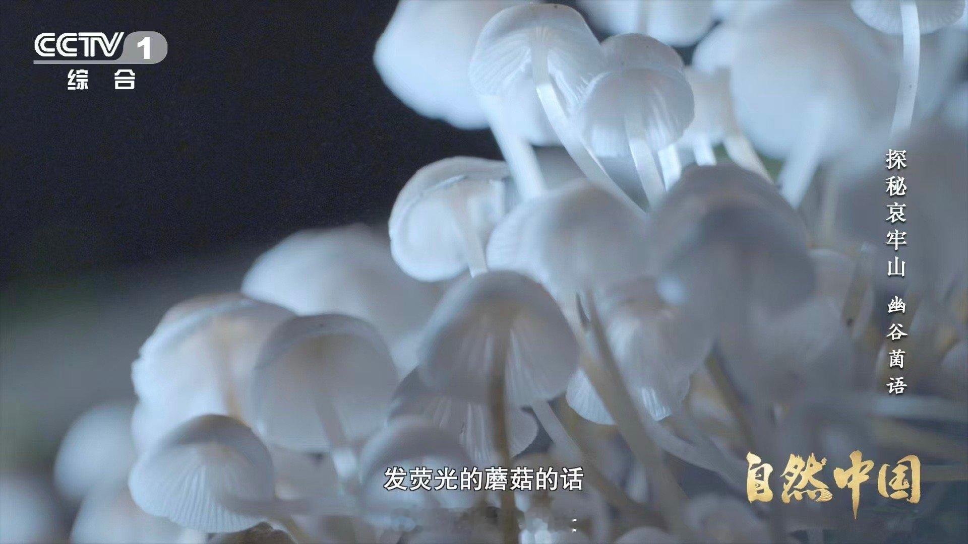 山里有天然小夜灯会发光的蘑菇你见过吗 哀牢山教会我：光不一定要夺目。蘑菇的荧光刚