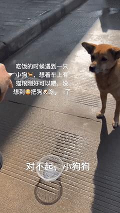 笑不活了！近日四川，女子跟朋友出门吃饭时遇到了一只流浪狗，女子想起车里还有猫粮，